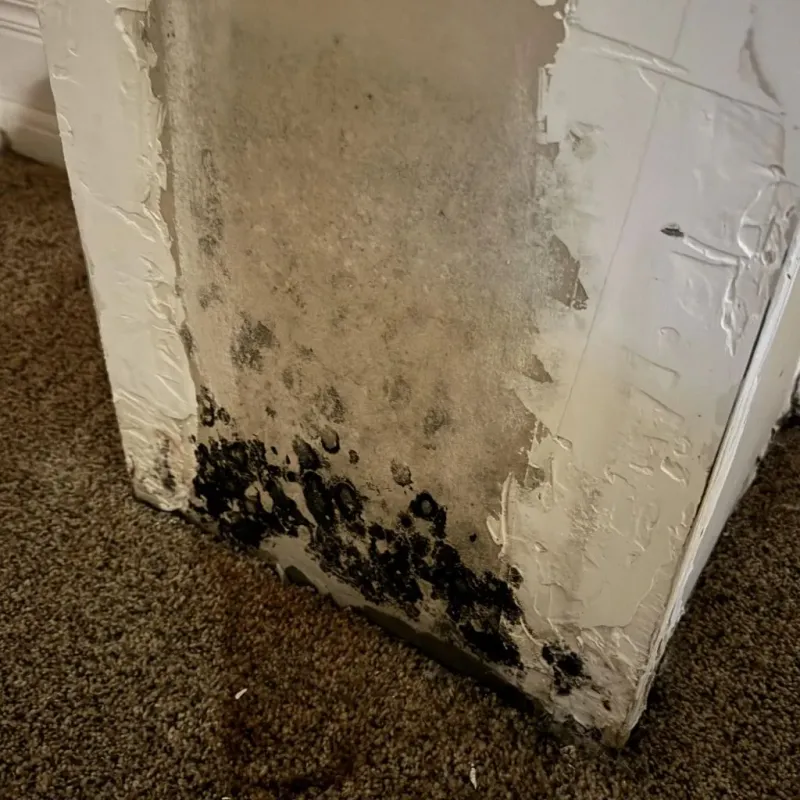 Professional Mold Removal in Mendocino County, CA